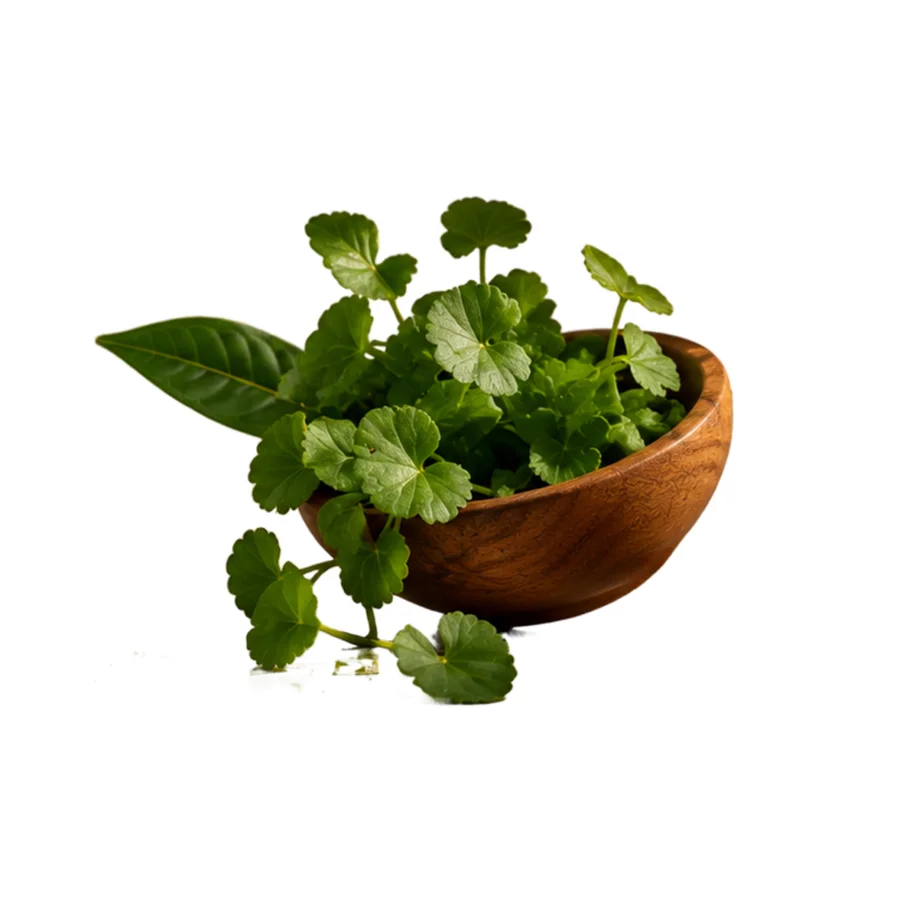 Gotu Kola Extract